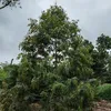 arista.arista393