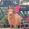 patlansaka7