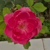 mohammodislam29