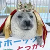 sillyseal3390
