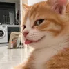 ipanz13_