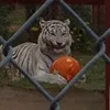 miau_9171
