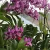 thanh.truong0772