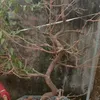 tokvip.217