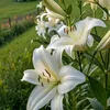 ggbee311