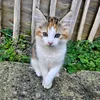 s.just.uk