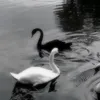 altynkaaaa5