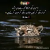 arain.brand3146