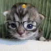 miauwtastico.yo