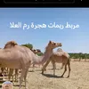ydldhestnao