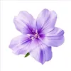 nthaby7752