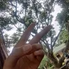 james.umanito