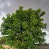 albastawi.almahditiktok1