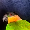 parrotsbird26