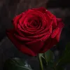 sfsfsfsf277