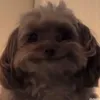 fluerinefs