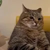 cae