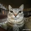 misael_med11