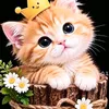 maliha.islam3446