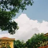 Tử Đằng • 紫藤