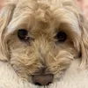 chloecaboodledoodle