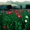 jawad.khan13591