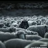 alexmkctcvm