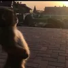 yydryz_7z