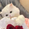 sunnyfaizan4