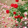 islam.ahmed586