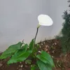 rogeliocalipa652