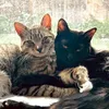 leo and lila