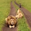 funyanimals10