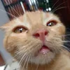 vynxxo