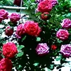mahmood.khan0830