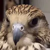 t_a..0