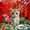 sunhimcuong