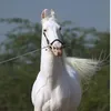 nadeem.javed09