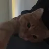 pth_lihn