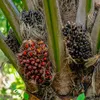 petani sawit🌴