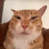 Chifffsger