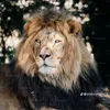 mohammeddaifallah8