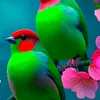 aynur040881