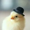 mister.foji3