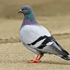 pigeon_1000