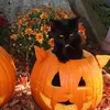 summer-ween 🎃