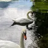 amrahaf27