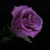 iqbalmohammed339