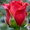 sadia.gul154