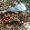 gigila.purba